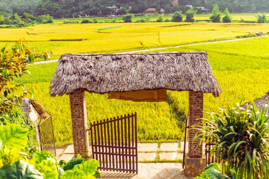 Vietnam countryside rice fields with rustic village gate at harvest – Auasia Travel